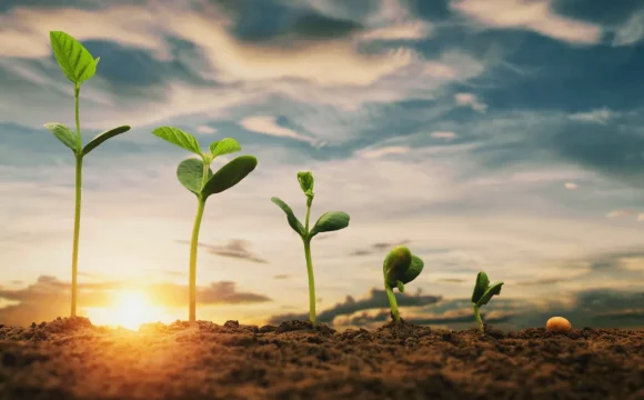 soybean-growth-in-farm-with-blue-sky-background-agriculture-plant-seeding-growing-step-concept